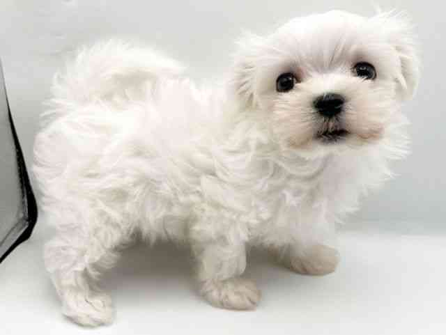 奈良県のマルチーズ (ひごペットフレンドリートナリエ大和高田店/2025年8月27日生まれ/男の子/ホワイト)の子犬の3枚目の画像