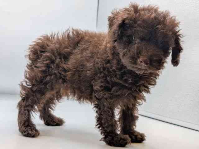 香川県のトイプードル(トイ) (ひごペットフレンドリーゆめタウン高松店/2025年8月31日生まれ/男の子/ブラウン)の子犬の3枚目の画像