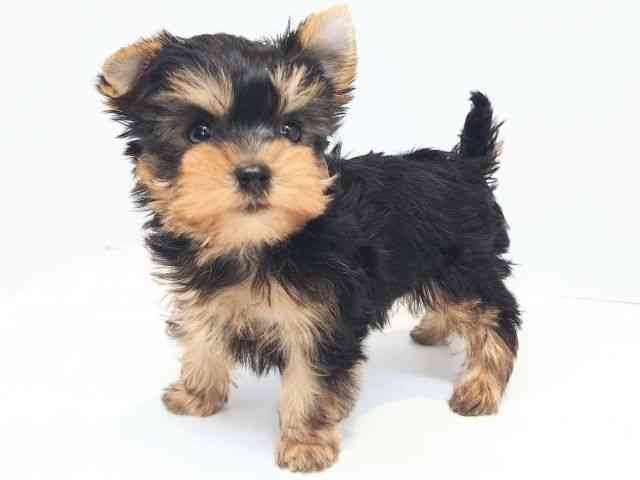 大阪府のヨークシャーテリア (ひごペットフレンドリーセブンパーク天美店/2025年9月1日生まれ/女の子/スチールブルータン)の子犬の3枚目の画像