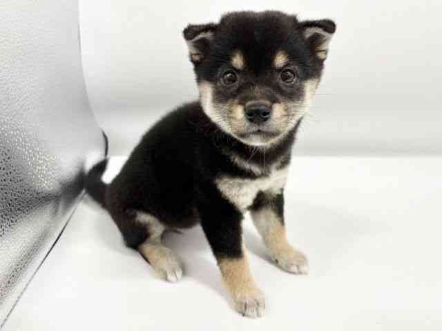 大阪府の柴犬(標準サイズ) (ひごペットフレンドリーイオンタウン豊中庄内店/2025年9月1日生まれ/女の子/黒)の子犬の3枚目の画像