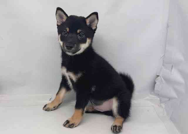 鳥取県の柴犬(標準サイズ) (ひごペットフレンドリーイオンモール鳥取北店/2025年9月1日生まれ/男の子/黒)の子犬の3枚目の画像