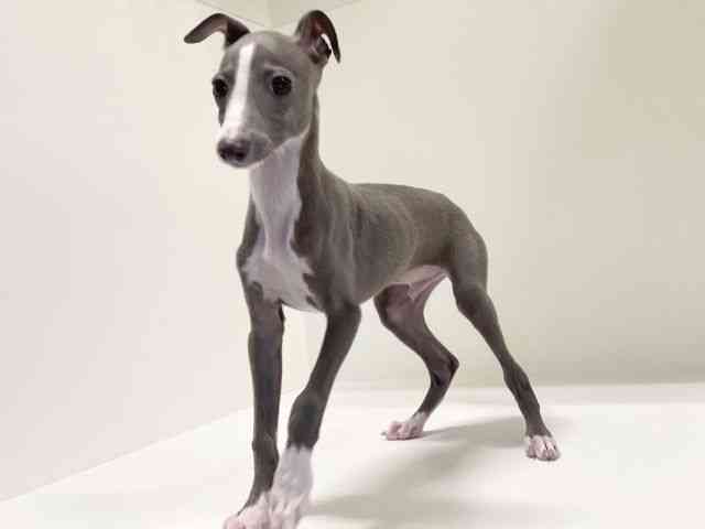 兵庫県のイタリアングレーハウンド (ひごペットフレンドリーイトーヨーカドー明石店/2025年8月30日生まれ/男の子/ブルーホワイト)の子犬の3枚目の画像