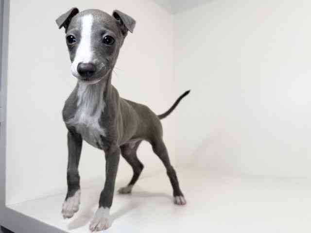 兵庫県のイタリアングレーハウンド (ひごペットフレンドリーイトーヨーカドー明石店/2025年8月30日生まれ/男の子/ブルーホワイト)の子犬の3枚目の画像