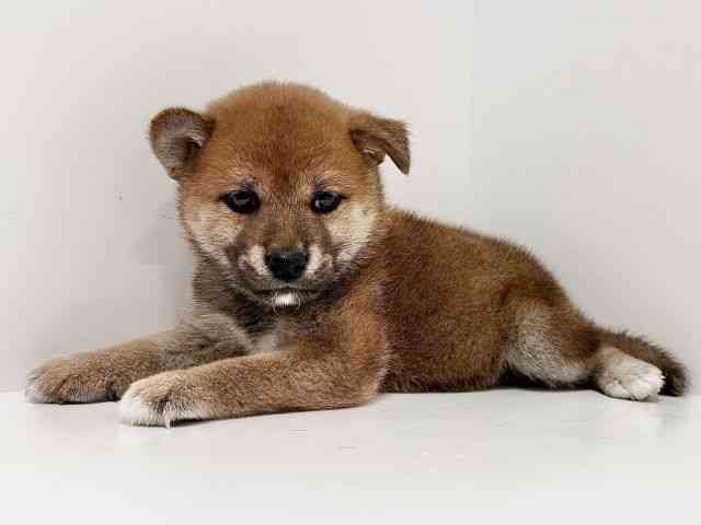 奈良県の柴犬(標準サイズ) (ひごペットフレンドリーイオンモール橿原ウエスト・ビレッジ店/2025年9月1日生まれ/男の子/赤)の子犬の3枚目の画像