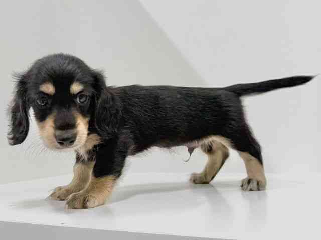 奈良県のミニチュアダックスフンド(ロング) (ひごペットフレンドリーイオンモール橿原ウエスト・ビレッジ店/2025年8月27日生まれ/男の子/ブラックタン)の子犬の3枚目の画像