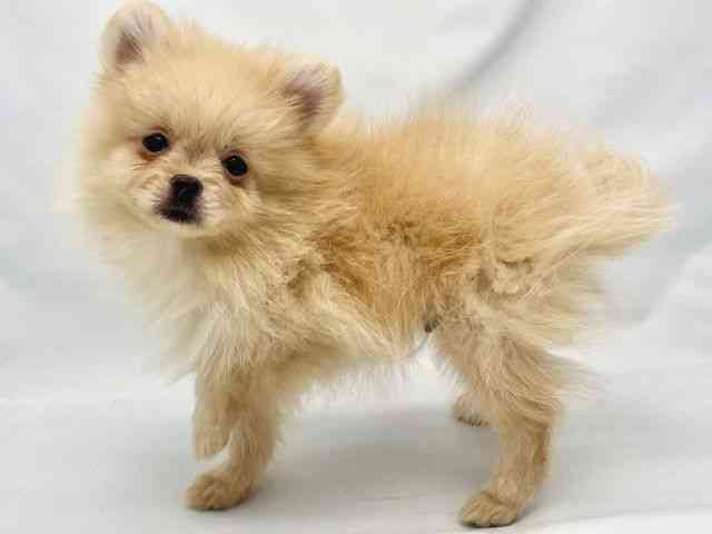 大阪府のポメラニアン (ひごペットフレンドリーイトーヨーカドー津久野店/2025年8月28日生まれ/男の子/クリーム)の子犬の3枚目の画像