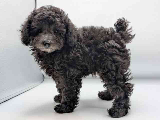 香川県のトイプードル(トイ) (ひごペットフレンドリーゆめタウン高松店/2025年8月28日生まれ/女の子/シルバー)の子犬の3枚目の画像