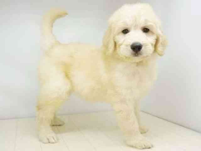 福岡県のゴールデンドゥードゥル(ゴールデン×プードル) (ひごペットフレンドリーゆめタウン筑紫野店/2025年8月31日生まれ/女の子/クリーム)の子犬の3枚目の画像