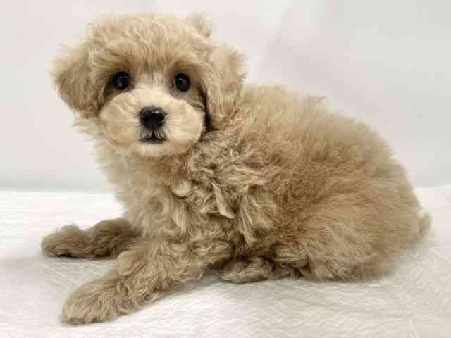 高知県のトイプードル(トイ) (ひごペットフレンドリーイオンモール高知店/2025年8月30日生まれ/女の子/アプリコット)の子犬の3枚目の画像