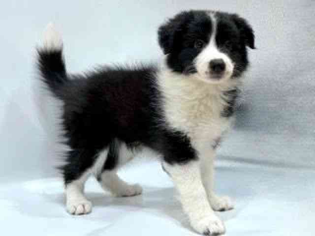 愛知県のボーダーコリー (ひごペットフレンドリーヴィアモール アピタ江南西店/2025年8月24日生まれ/女の子/ブラックホワイト)の子犬の3枚目の画像