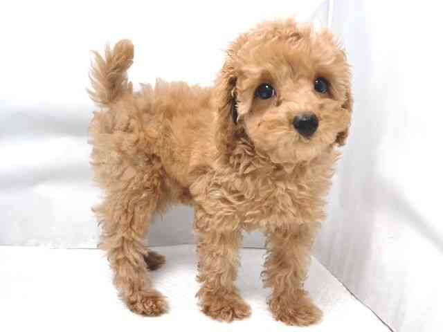 大阪府のトイプードル(トイ) (ひごペットフレンドリー堺プラットプラット店/2025年9月2日生まれ/女の子/レッド)の子犬の3枚目の画像