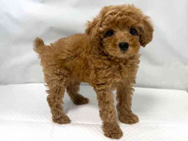 大阪府のトイプードル(トイ) (ひごペットフレンドリー堺プラットプラット店/2025年9月2日生まれ/女の子/レッド)の子犬の3枚目の画像