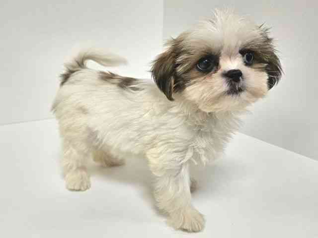 愛知県のシーズー (ひごペットフレンドリーイトーヨーカドー知多店/2025年8月27日生まれ/女の子/ホワイトゴールド)の子犬の3枚目の画像