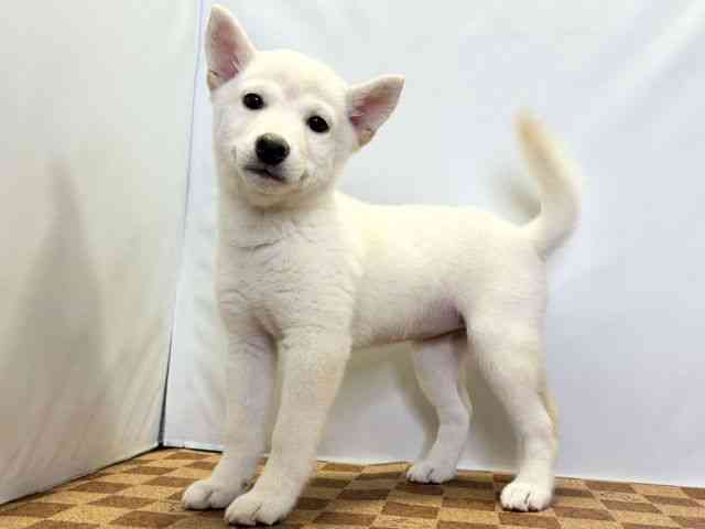 愛媛県の柴犬(標準サイズ) (ひごペットフレンドリーエミフルMASAKI店/2025年9月1日生まれ/女の子/白)の子犬の3枚目の画像