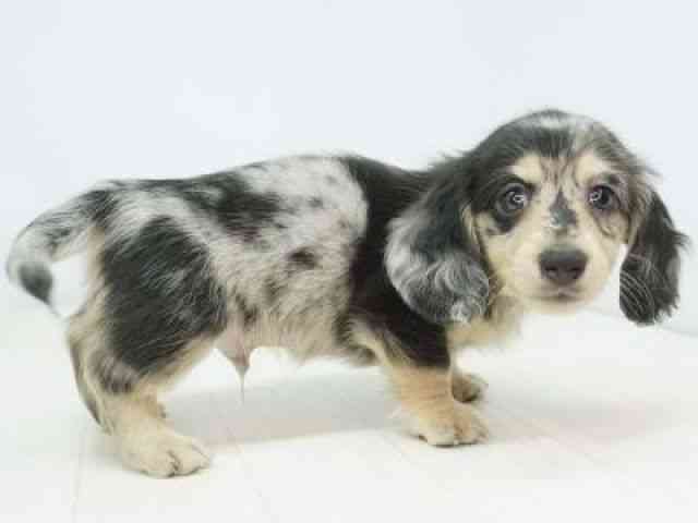 福岡県のミニチュアダックスフンド(ロング) (ひごペットフレンドリーゆめタウン筑紫野店/2025年8月31日生まれ/男の子/シルバーダップル)の子犬の3枚目の画像