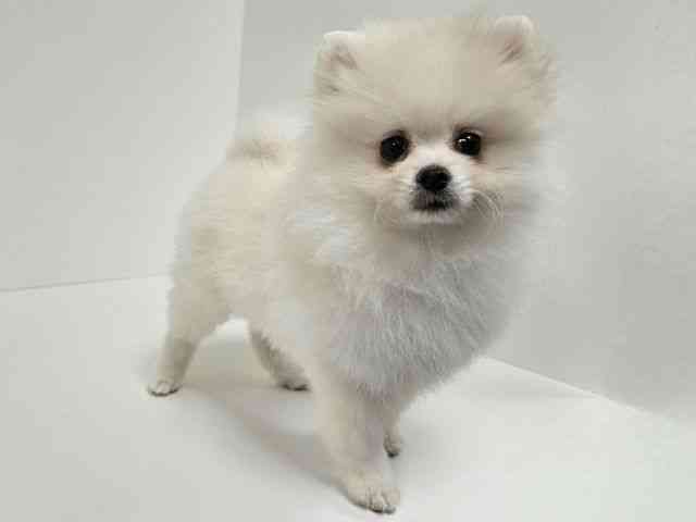 愛知県のポメラニアン (ひごペットフレンドリーイトーヨーカドー知多店/2025年8月30日生まれ/女の子/ホワイト)の子犬の3枚目の画像