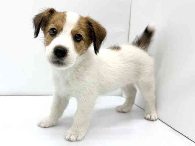 大阪府のジャックラッセルテリア (ひごペットフレンドリーイオンタウン茨木太田店/2025年9月1日生まれ/男の子/ホワイトタン)の子犬の3枚目の画像