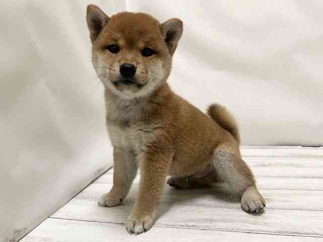 和歌山県の柴犬(標準サイズ) (ひごペットフレンドリーパームシティ和歌山店/2025年9月1日生まれ/男の子/赤)の子犬の3枚目の画像