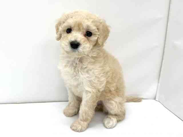 大阪府のマルプー(マルチーズ×プードル) (ひごペットフレンドリーイオンタウン茨木太田店/2025年8月30日生まれ/女の子/アプリコット)の子犬の3枚目の画像