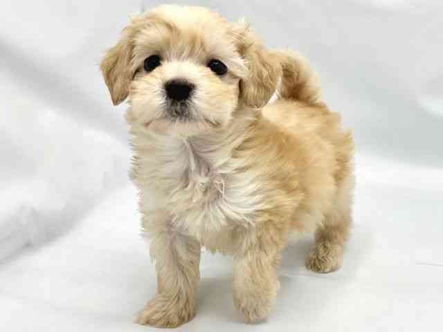 大阪府のハーフ犬・ミックス犬 (ひごペットフレンドリーイトーヨーカドー津久野店/2025年8月30日生まれ/男の子/アプリコット)の子犬の3枚目の画像