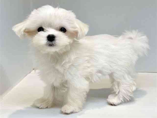 大阪府のマルチーズ (ひごペットフレンドリーセブンパーク天美店/2025年8月31日生まれ/女の子/ホワイト)の子犬の3枚目の画像