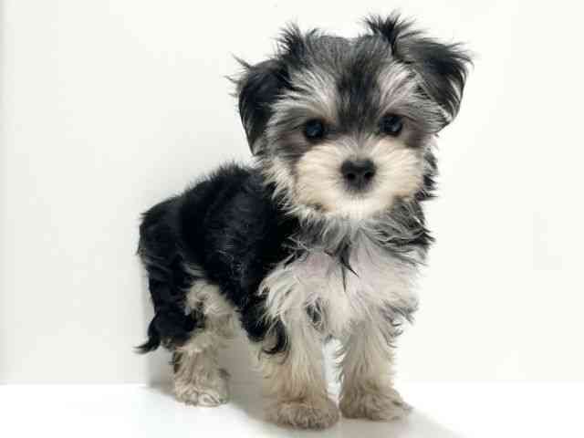 愛知県のマルキー/マルヨーキー(マルチーズ×ヨークシャーテリア) (ひごペットフレンドリーららぽーと名古屋みなとアクルス店/2025年8月31日生まれ/女の子/ブラックタンホワイト)の子犬の3枚目の画像