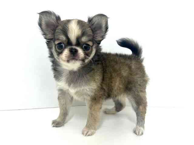 大阪府のチワワ(ロング) (ひごペットフレンドリーベルファⅡ都島店/2025年8月31日生まれ/女の子/レッドホワイト)の子犬の3枚目の画像