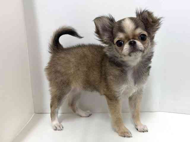 大阪府のチワワ(ロング) (ひごペットフレンドリーベルファⅡ都島店/2025年8月31日生まれ/女の子/レッドホワイト)の子犬の3枚目の画像