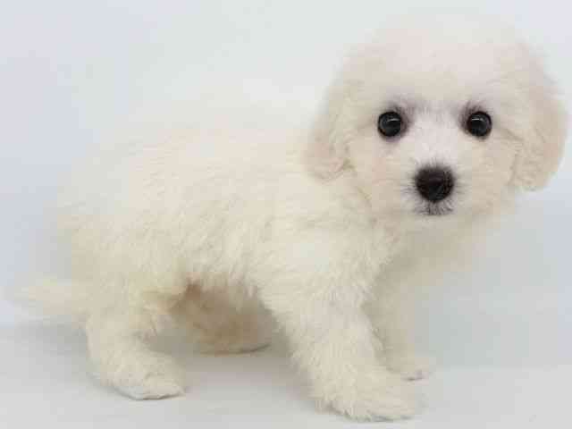 大阪府のビションフリーゼ (ひごペットフレンドリー瓜破店/2025年9月1日生まれ/女の子/ホワイト)の子犬の3枚目の画像