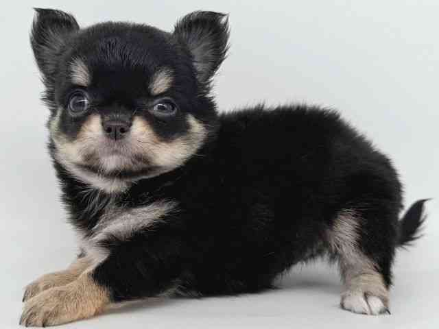 大阪府のチワワ(ロング) (ひごペットフレンドリー瓜破店/2025年9月2日生まれ/女の子/ブラックタンホワイト)の子犬の3枚目の画像