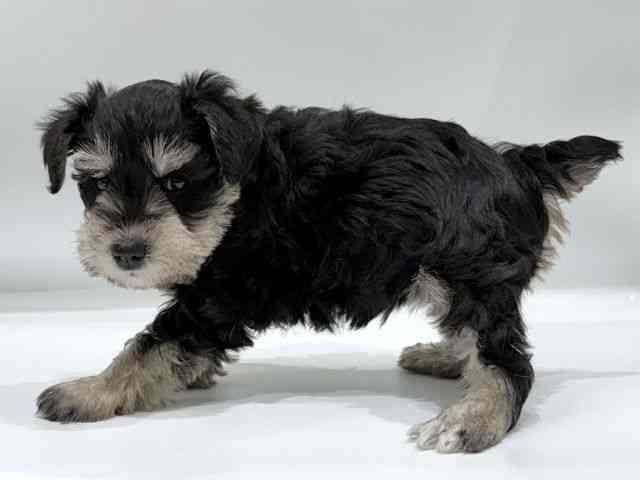 愛知県のミニチュアシュナウザー (ひごペットフレンドリーヴィアモール アピタ江南西店/2025年9月2日生まれ/女の子/ブラックシルバー)の子犬の3枚目の画像