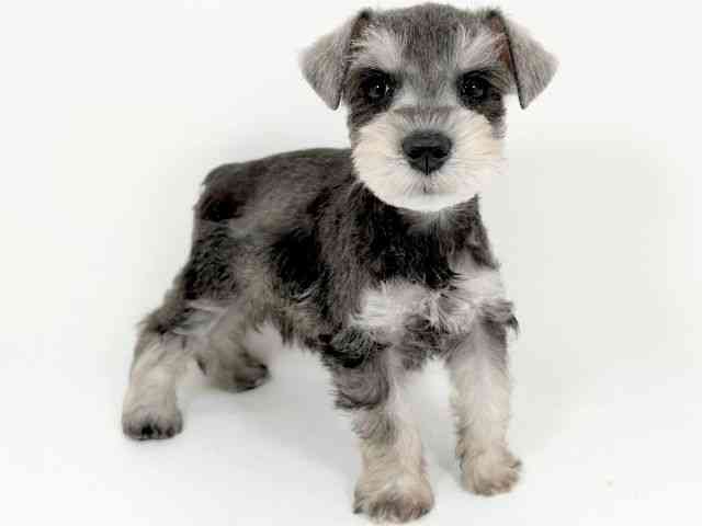 京都府のミニチュアシュナウザー (ひごペットフレンドリーイズミヤショッピングセンター八幡店/2025年9月1日生まれ/女の子/ソルトペッパー)の子犬の3枚目の画像