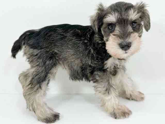 京都府のミニチュアシュナウザー (ひごペットフレンドリーイズミヤショッピングセンター八幡店/2025年9月1日生まれ/女の子/ソルトペッパー)の子犬の3枚目の画像