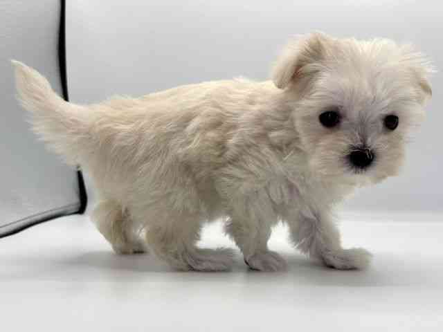 愛知県のマルチーズ (ひごペットフレンドリープライムツリー赤池店/2025年9月1日生まれ/女の子/ホワイト)の子犬の3枚目の画像