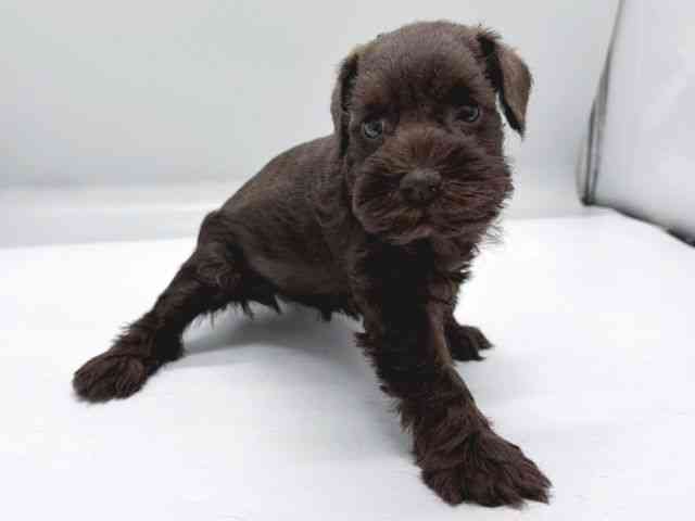 京都府のミニチュアシュナウザー (ひごペットフレンドリー京都店/2025年9月2日生まれ/女の子/レバーペッパー)の子犬の3枚目の画像