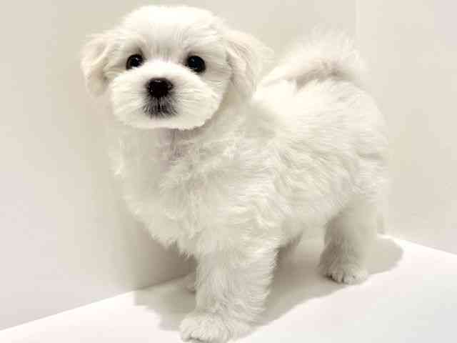 大阪府のマルチーズ (ひごペットフレンドリーイオン高槻店/2025年8月31日生まれ/男の子/ホワイト)の子犬の3枚目の画像