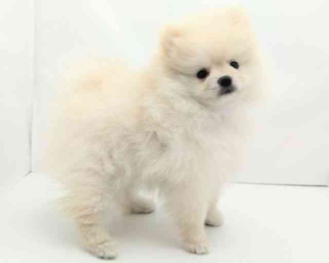 兵庫県のポメラニアン (ひごペットフレンドリークラウンパーク伊丹店/2025年9月1日生まれ/女の子/クリーム)の子犬の3枚目の画像