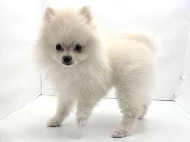 兵庫県のポメラニアン (ひごペットフレンドリークラウンパーク伊丹店/2025年9月1日生まれ/女の子/クリーム)の子犬の3枚目の画像