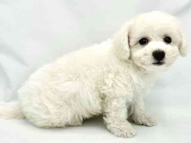 大阪府のビションフリーゼ (ひごペットフレンドリーイトーヨーカドー津久野店/2025年9月1日生まれ/男の子/ホワイト)の子犬の3枚目の画像