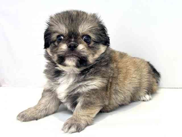 大阪府のチワペキ/ペキチー/ペキチワ(チワワ×ペキニーズ) (ひごペットフレンドリーセブンパーク天美店/2025年8月31日生まれ/男の子/フォーン)の子犬の3枚目の画像