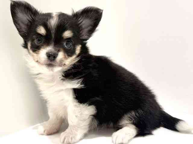 大阪府のチワワ(ロング) (ひごペットフレンドリーイオン高槻店/2025年9月2日生まれ/女の子/ブラックタンホワイト)の子犬の3枚目の画像