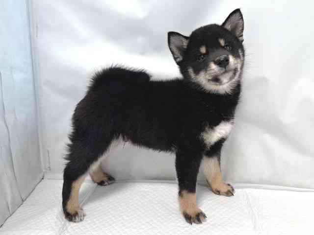 大阪府の柴犬(標準サイズ) (ひごペットフレンドリー堺プラットプラット店/2025年8月30日生まれ/男の子/黒)の子犬の3枚目の画像