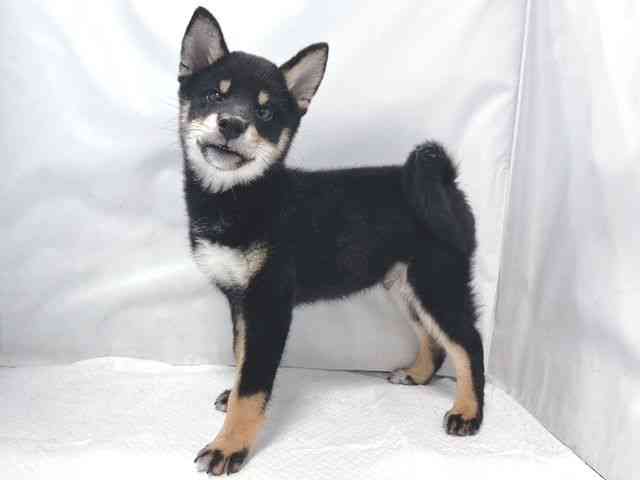 大阪府の柴犬(標準サイズ) (ひごペットフレンドリー堺プラットプラット店/2025年8月30日生まれ/男の子/黒)の子犬の3枚目の画像