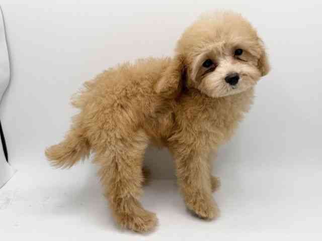 大阪府のトイプードル(トイ) (ひごペットフレンドリーみのおキューズモール店/2025年9月3日生まれ/女の子/オレンジフォーン)の子犬の3枚目の画像