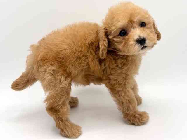 大阪府のトイプードル(トイ) (ひごペットフレンドリーみのおキューズモール店/2025年9月3日生まれ/女の子/オレンジフォーン)の子犬の3枚目の画像