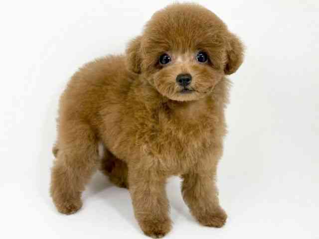 京都府のトイプードル(トイ) (ひごペットフレンドリーイズミヤショッピングセンター八幡店/2025年9月1日生まれ/女の子/レッド)の子犬の3枚目の画像