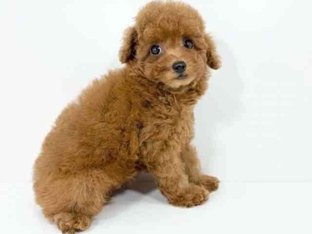 京都府のトイプードル(トイ) (ひごペットフレンドリーイズミヤショッピングセンター八幡店/2025年9月1日生まれ/女の子/レッド)の子犬の3枚目の画像