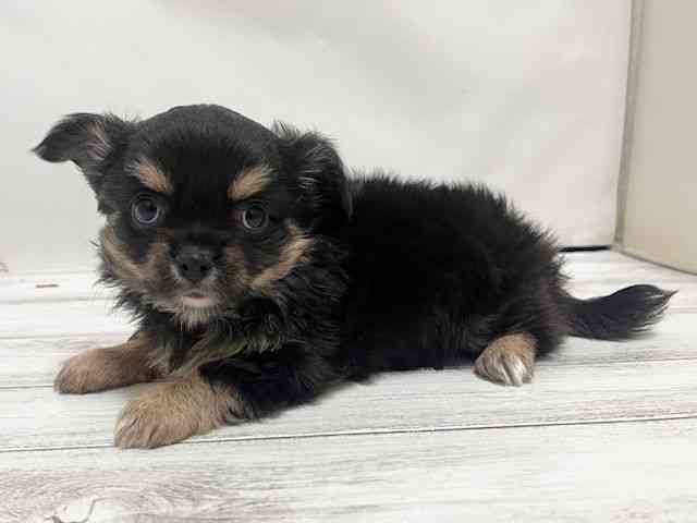 和歌山県のチワワ(ロング) (ひごペットフレンドリーパームシティ和歌山店/2025年9月2日生まれ/女の子/ブラックタン)の子犬の3枚目の画像