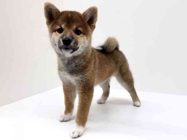 兵庫県の柴犬(標準サイズ) (ひごペットフレンドリーブルメールHAT神戸店/2025年9月3日生まれ/女の子/赤)の子犬の3枚目の画像