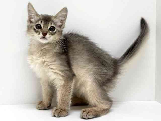 大阪府のソマリ (ひごペットフレンドリーくずはモール店/2025年8月20日生まれ/女の子/ブルー)の子猫の3枚目の画像